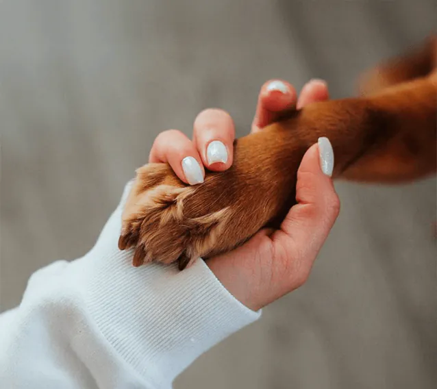 Ritiro dell'animale deceduto a domicilio