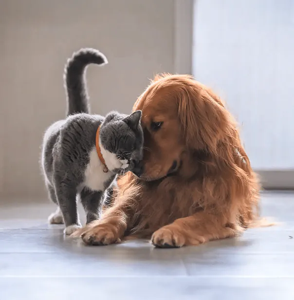 Cremazione del gatto
