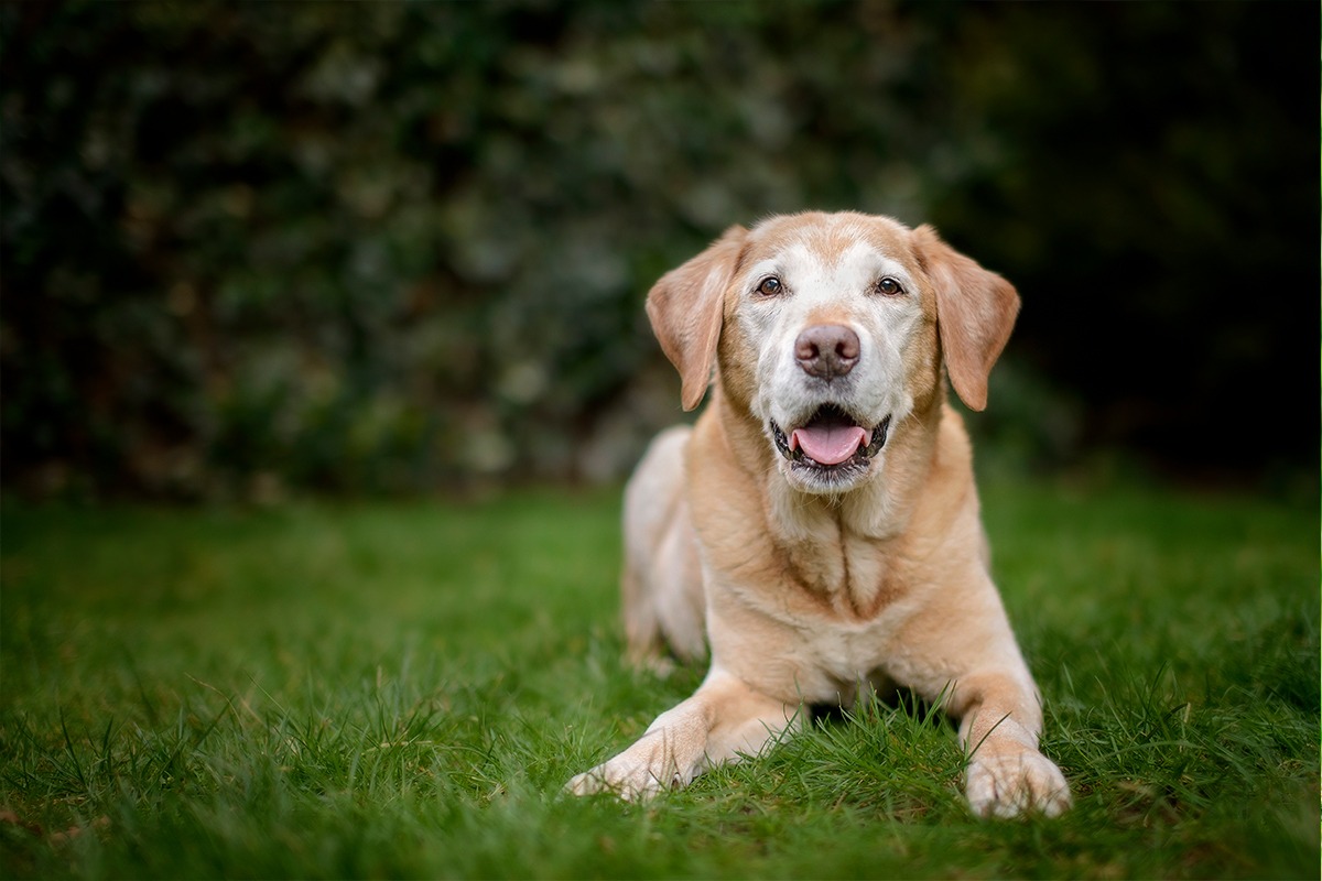 Quando sopprimere un cane anziano?