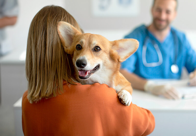 Sai cosa fare quando muore un cane?