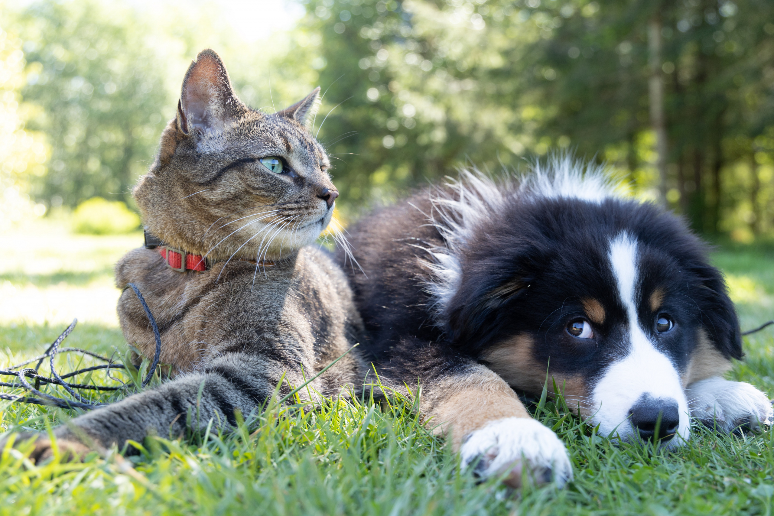 Come avviene la cremazione di un animale domestico?