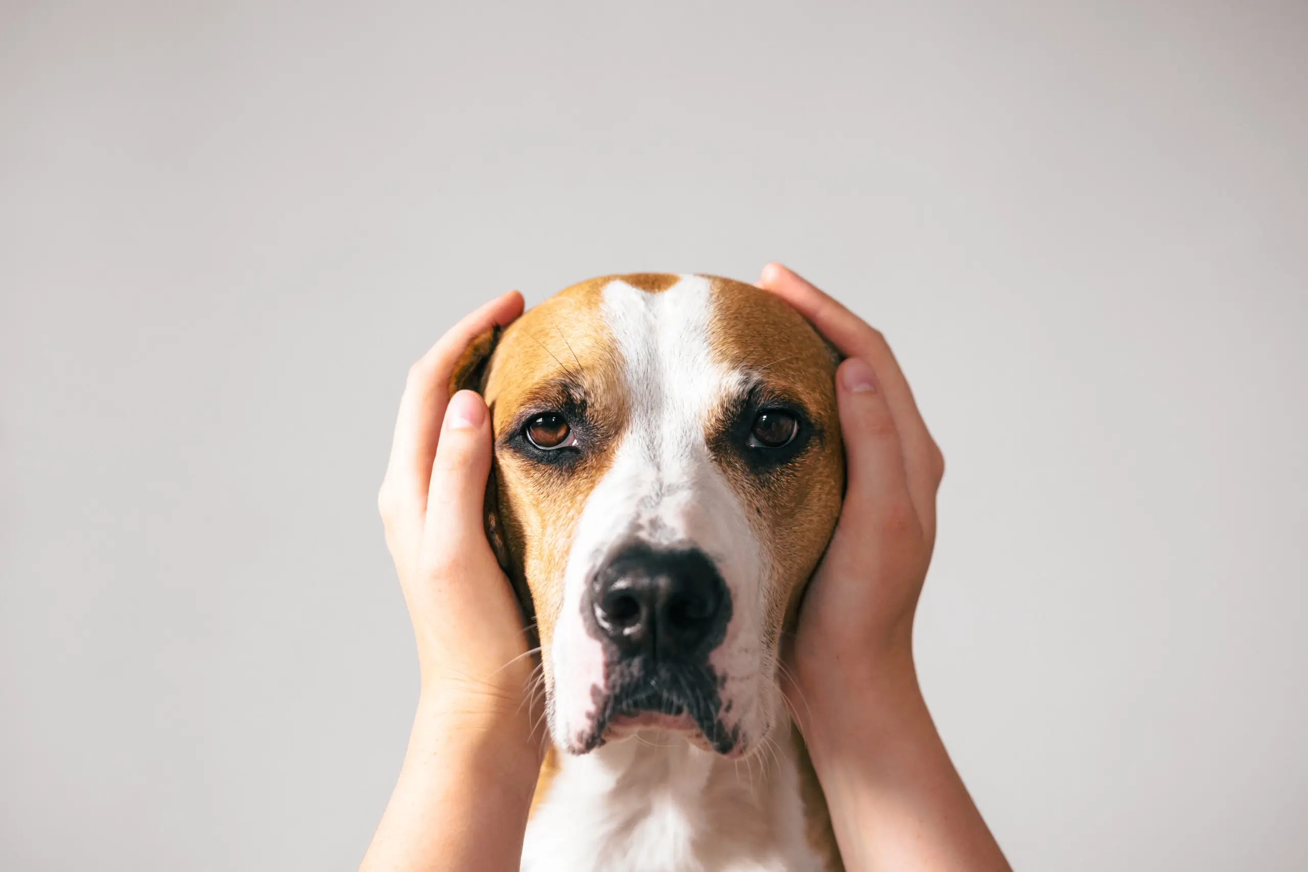 I Cani Annusano lo Stress Umano: L’Odore li Rende Pessimisti