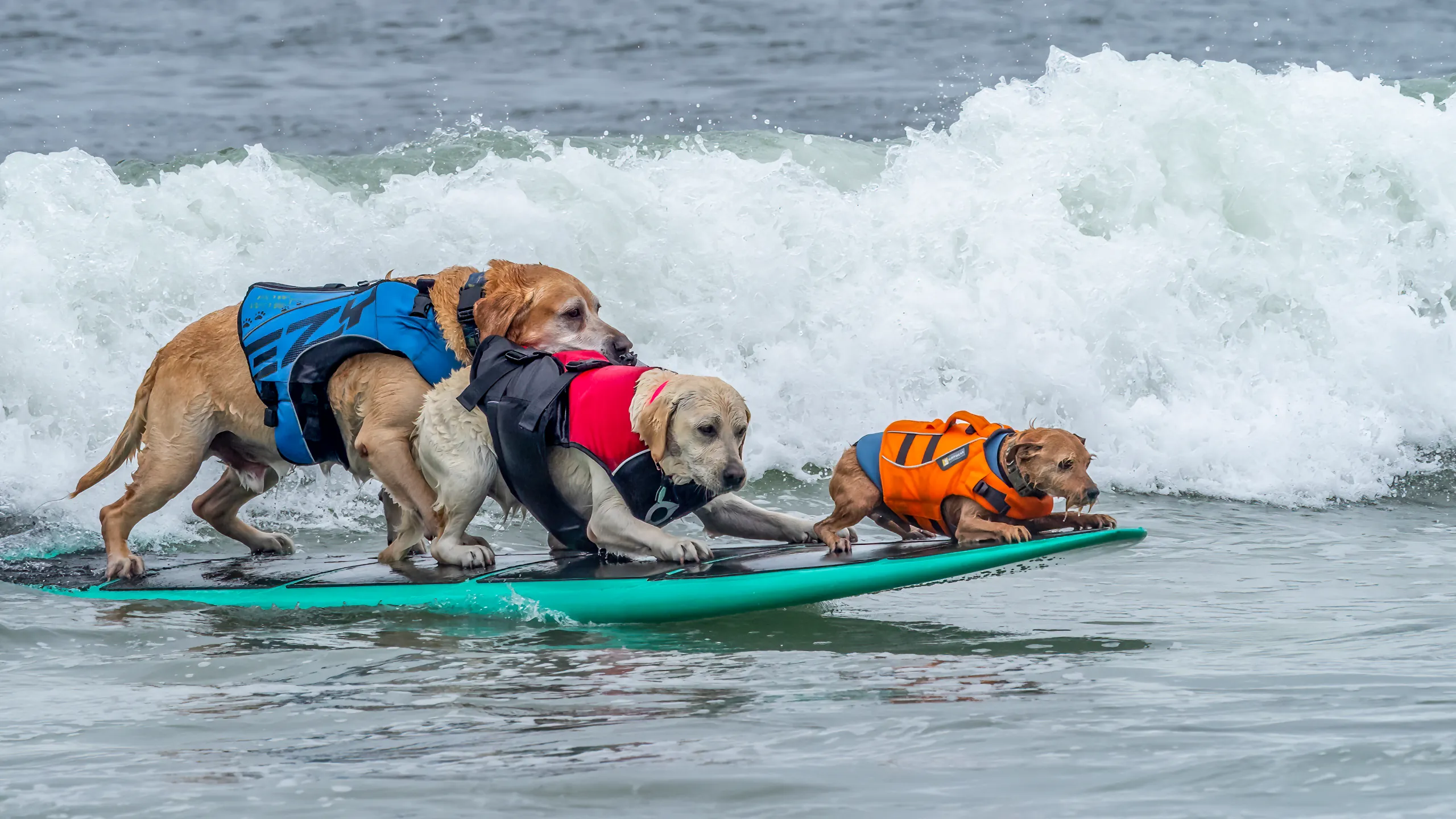 World Dog Surfing Championship: Campionato di Surf per cani 2024 in California