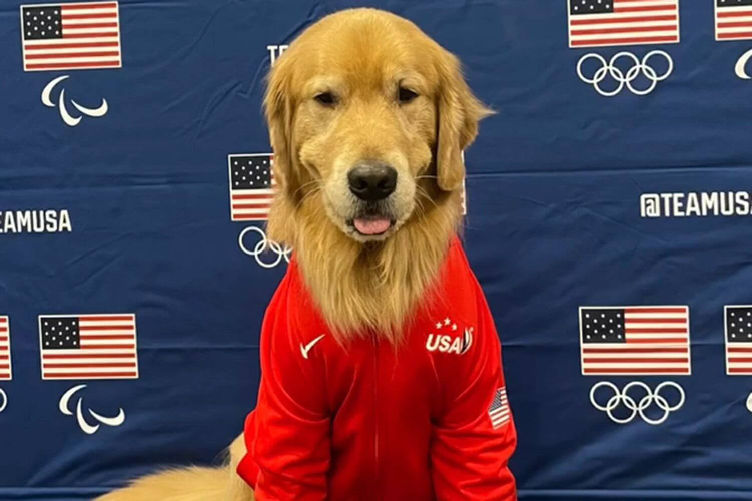 Beacon, il Labrador che Porta Conforto agli Atleti del Team USA alle Olimpiadi Paris 2024