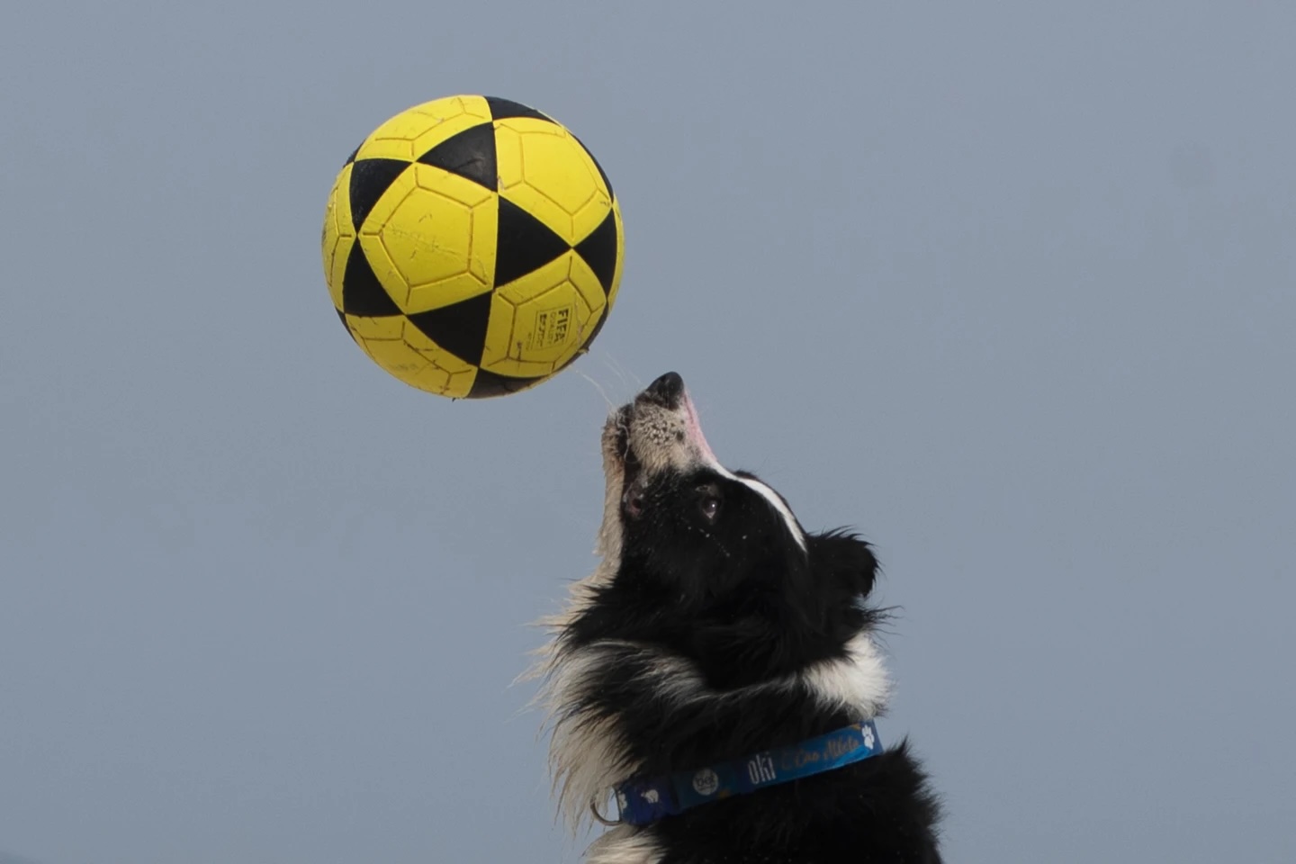 Floky il border collie che diventa la star del footvolley e insegna ai bagnanti come giocare