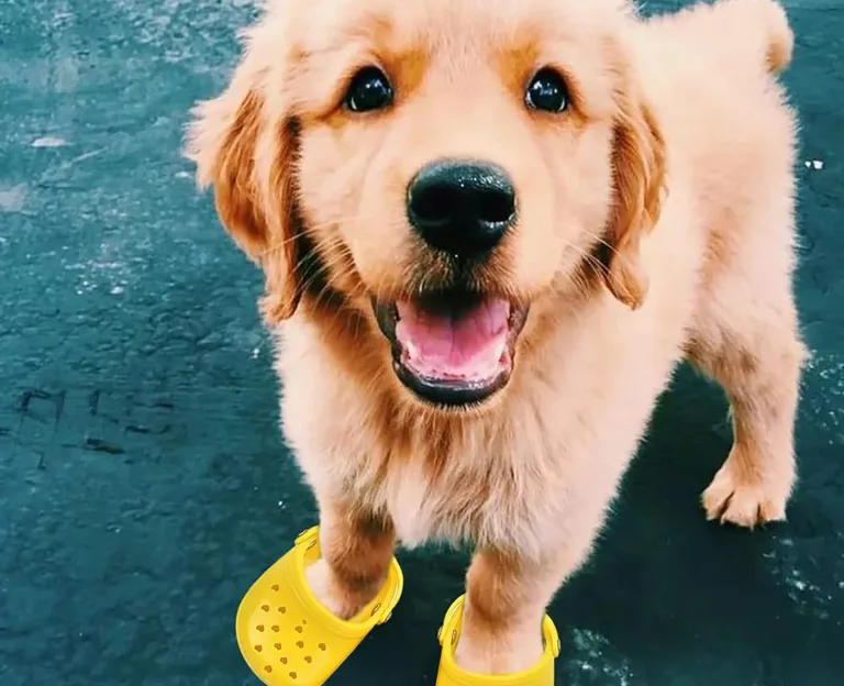Crocs per cani: la nuova linea di scarpe per animali domestici Pet Crocs