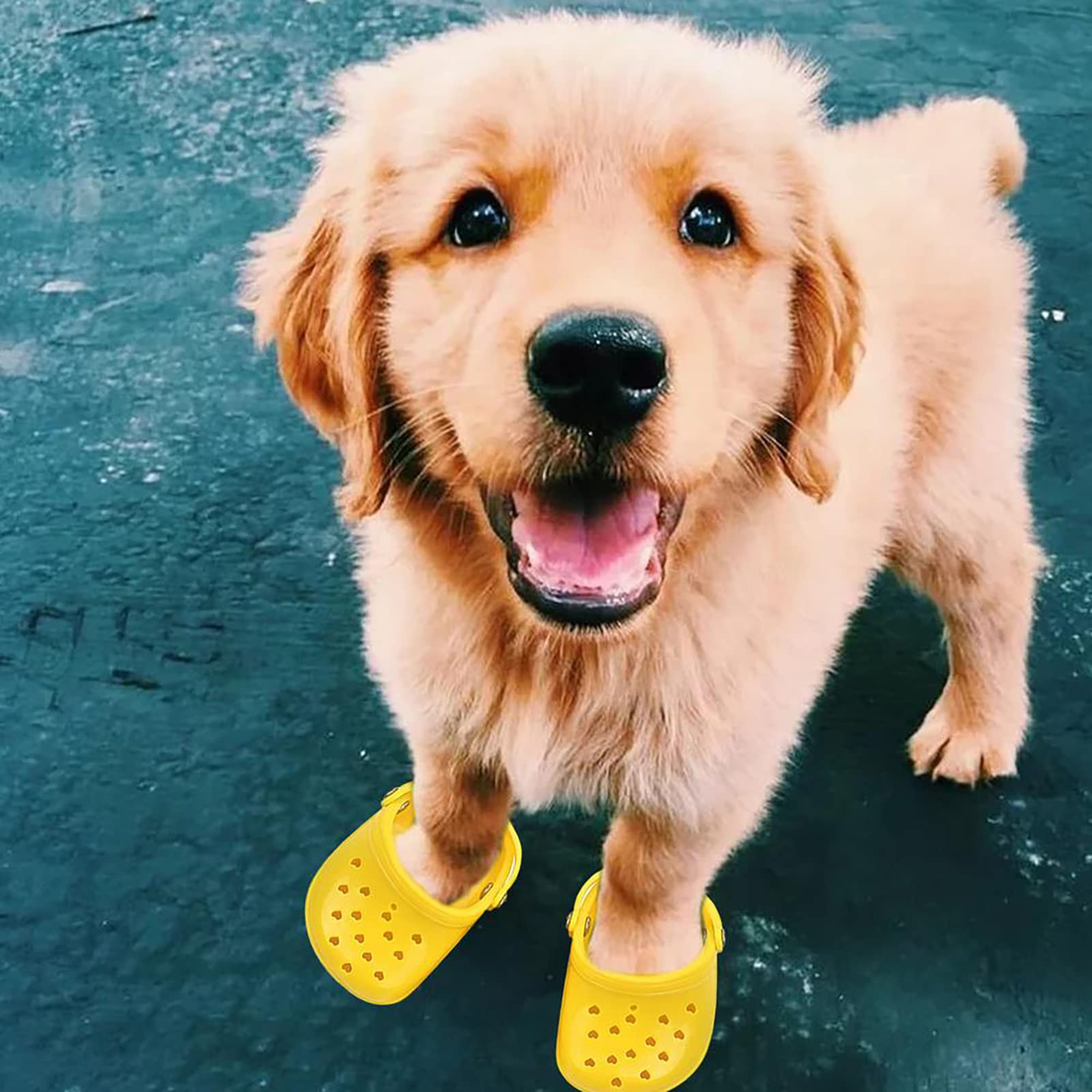 Crocs per cani: la nuova linea di scarpe per animali domestici Pet Crocs