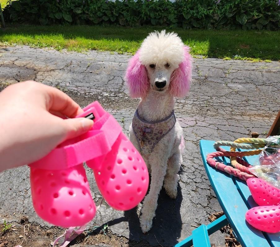 Crocs per cani 4