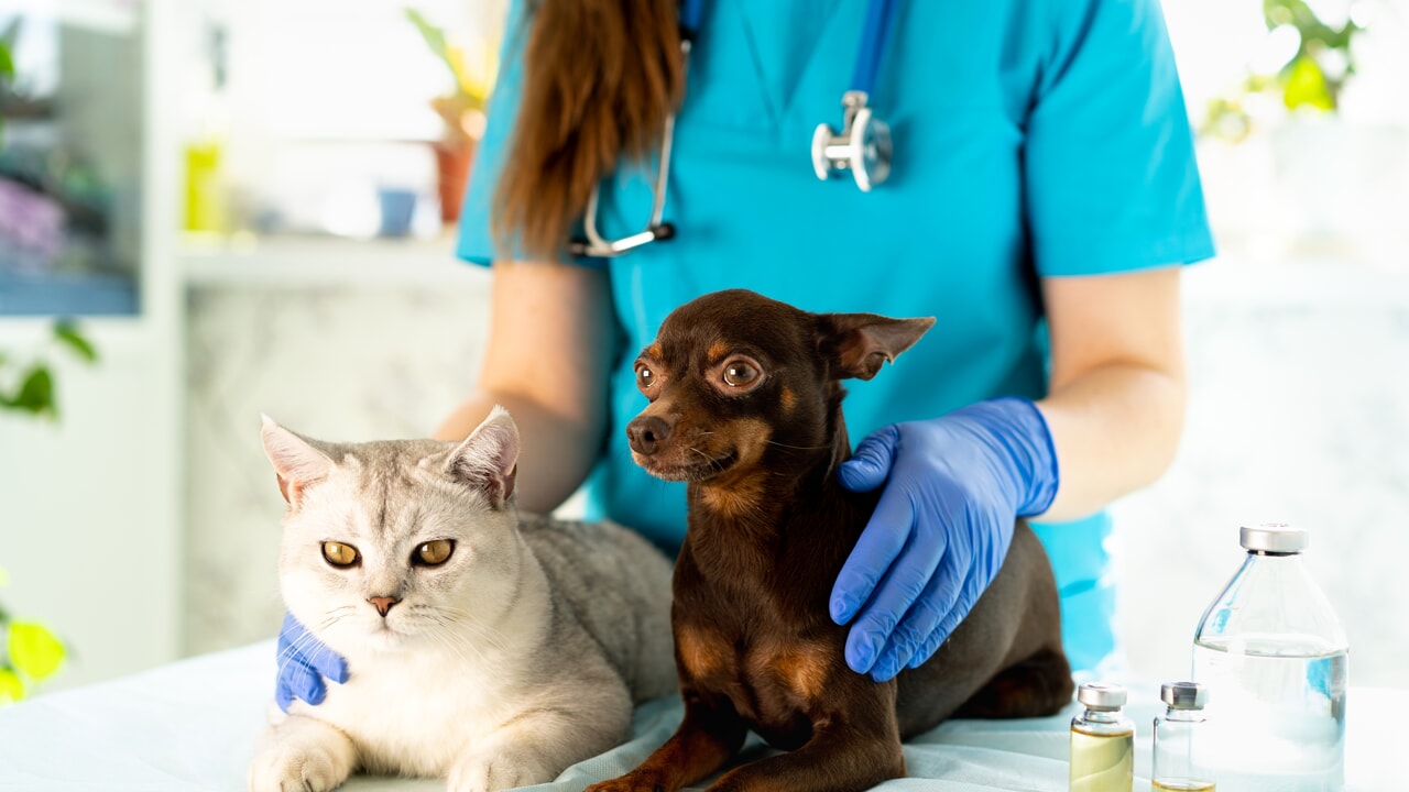 La Banca del Sangue IZSVe per Cani e Gatti