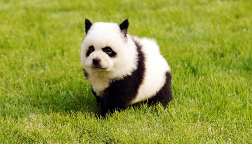 cani panda zoo 1