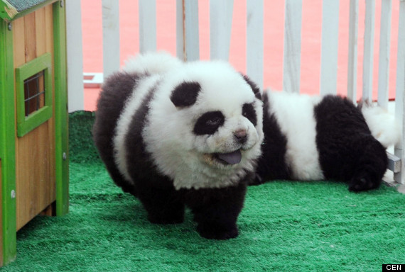 cani panda zoo 2