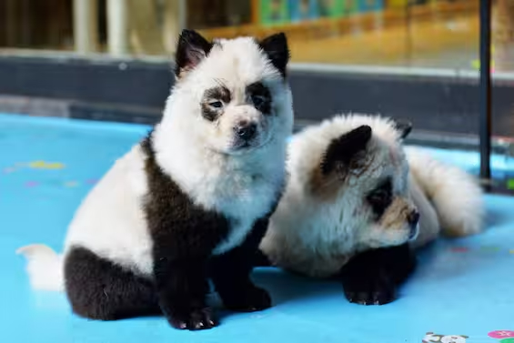 cani panda zoo 3