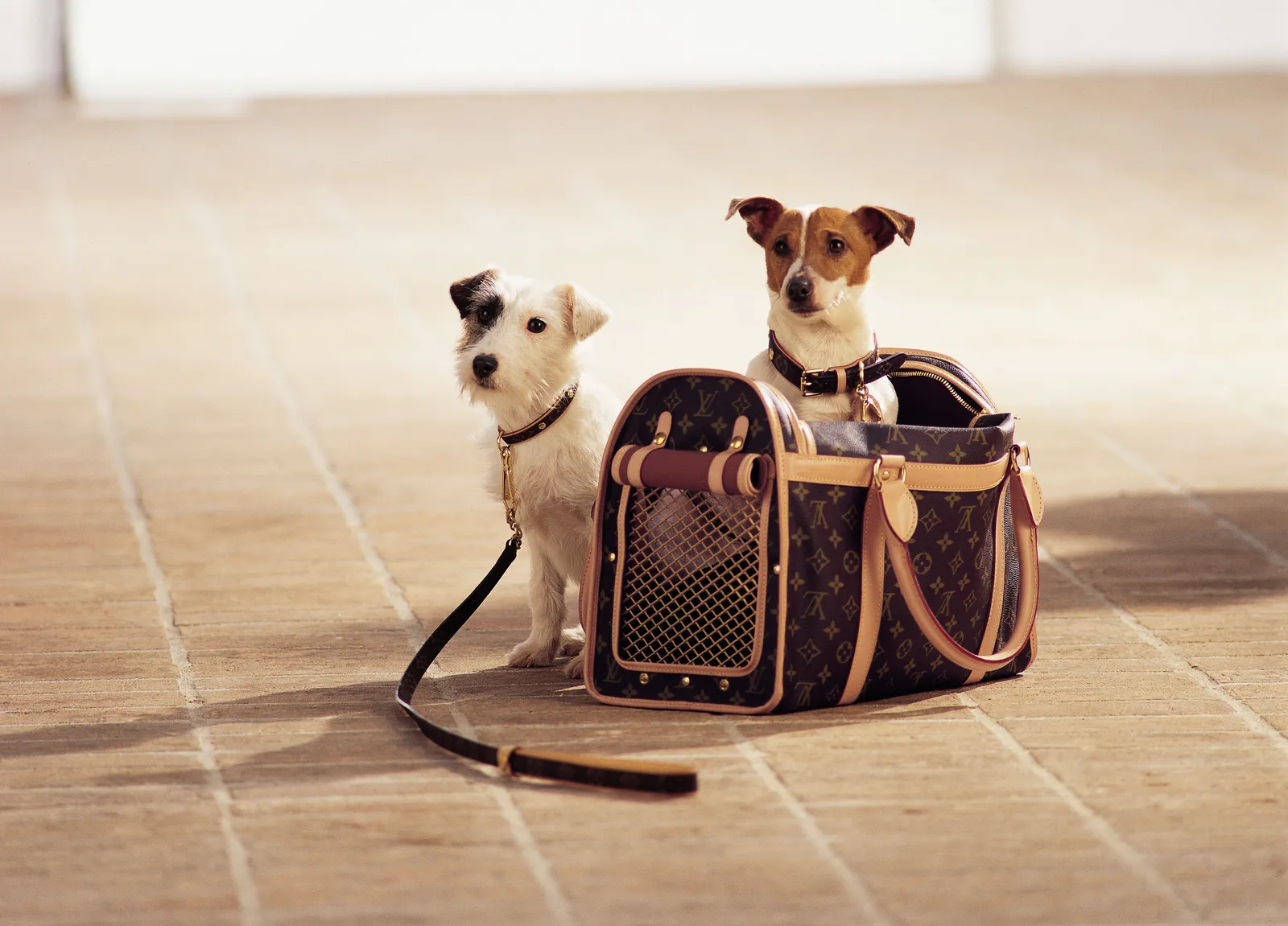 Louis Vuitton presenta il trasportino di lusso per cani da 60.000 euro: stile e comfort senza limiti