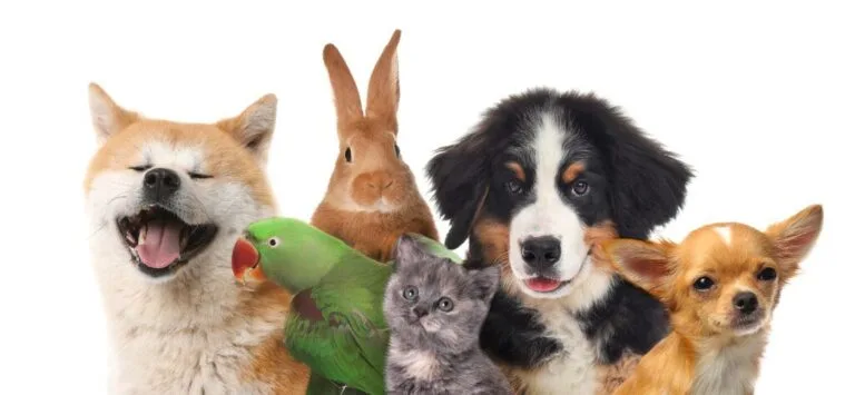 Un Aiuto per gli Amici a Quattro Zampe: Scopri il Bonus Animali 2024