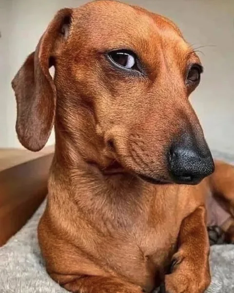 Il tuo cane ti giudica? Ecco cosa dice la scienza