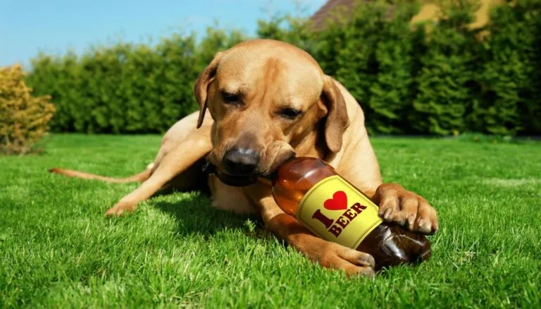 La Birra per Cani Arriva in Italia: Un Aperitivo Speciale per il Tuo Amico a Quattro Zampe