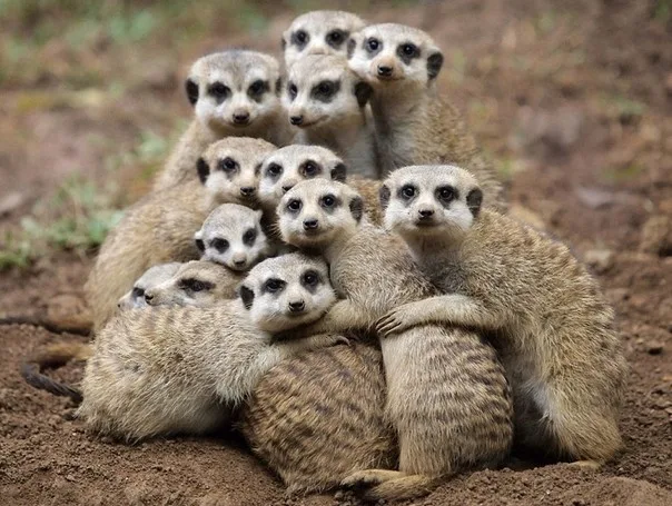 Animali Domestici Unici: Scopri i Più Strani e Legali in Italia
