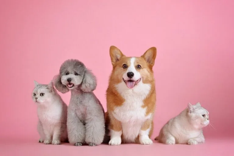 Bonus animali domestici 2025: come ottenere fino a 500 euro di agevolazioni