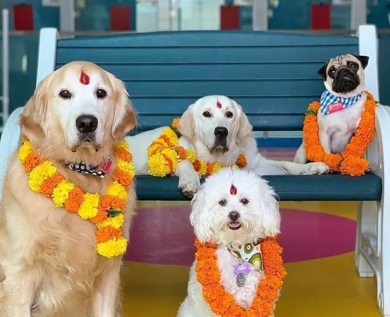 Kukur Tihar: La Festa del Nepal che Celebra i Cani e il Loro Ruolo Speciale