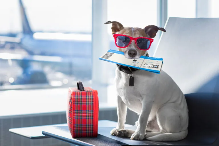 Bark Air: Voli di lusso per cani