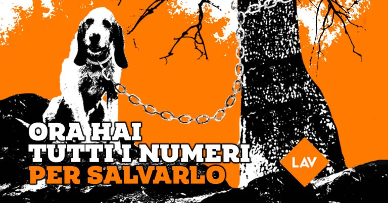 Maltrattamento Animali: Apre a Bergamo lo Sportello di Segnalazione LAV