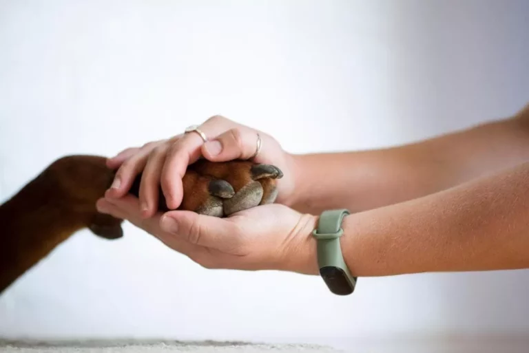 Cosa fare se calpesti la zampa del tuo cane?