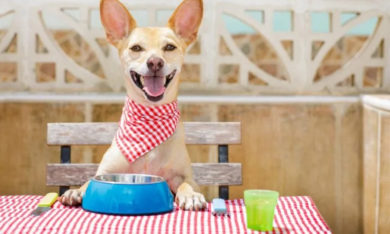 Fiuto: Il primo ristorante per cani a Roma, un’esperienza gourmet a quattro zampe 🐶🍽️