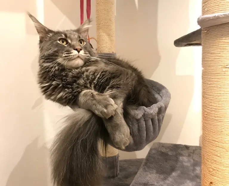 Ultimo saluto a Otto