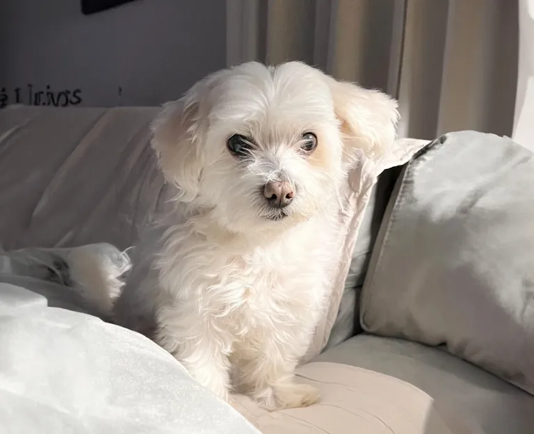Ultimo saluto a Rufus