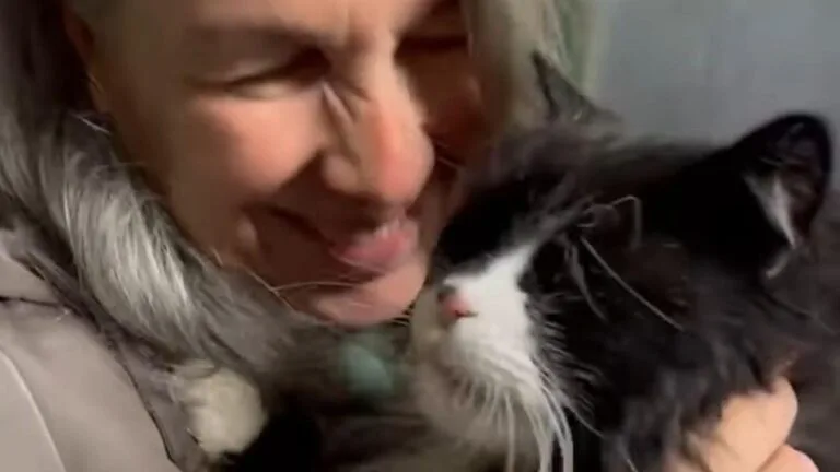 Il ritorno di Anselmo-Maduk: il gatto ritrovato dopo 19 anni grazie a un video virale