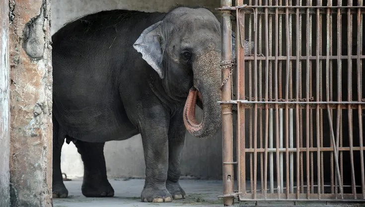 Ely elefante più triste del mondo: la storia che ha commosso il web