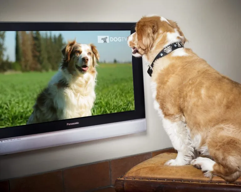 I cani guardano la TV? Come vedono lo schermo e quali programmi preferiscono