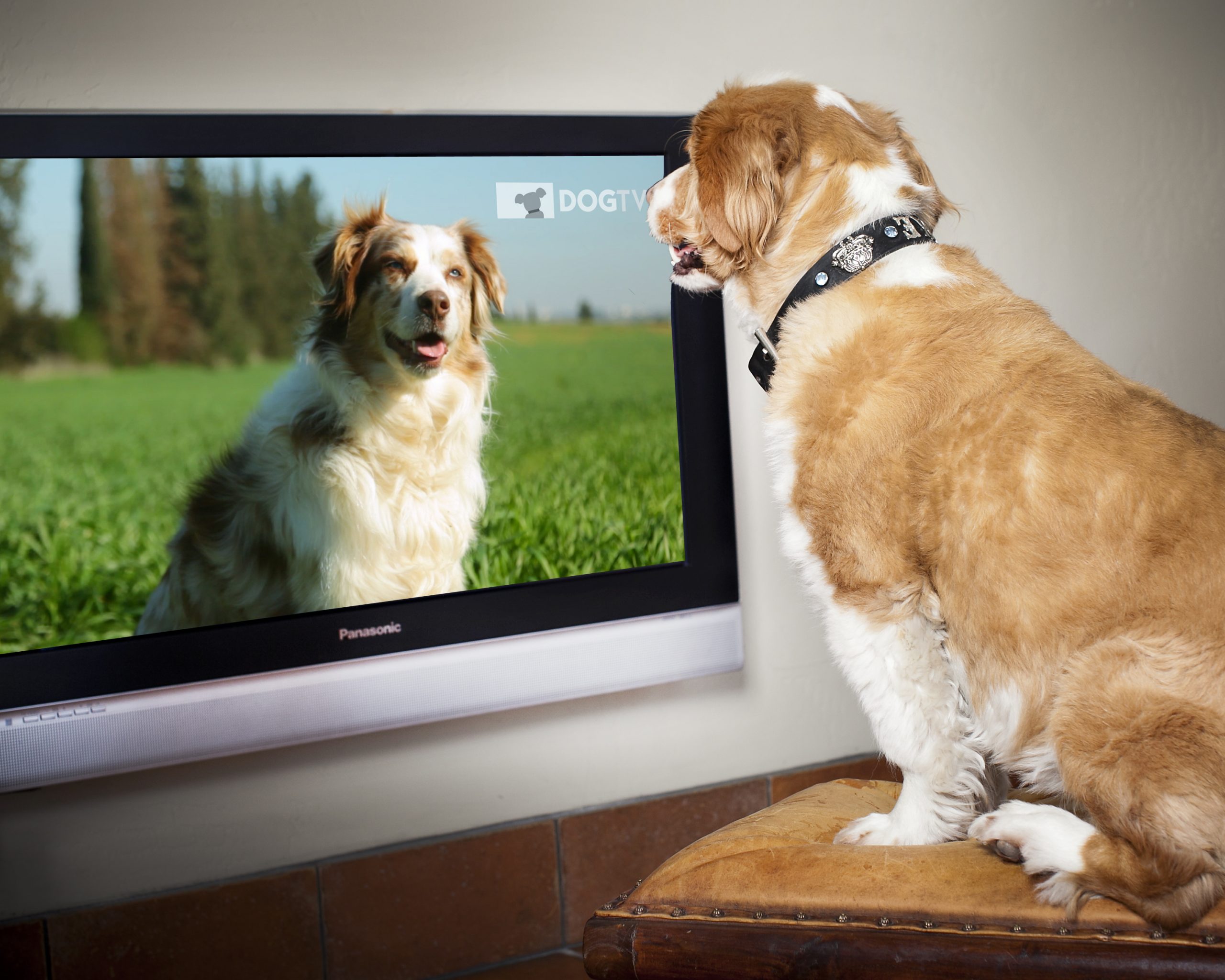 I cani guardano la TV? Come vedono lo schermo e quali programmi preferiscono