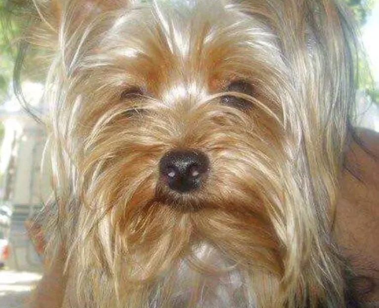 Ultimo saluto a Lilly