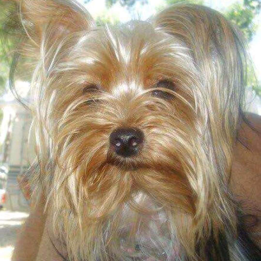 Ultimo saluto a Lilly