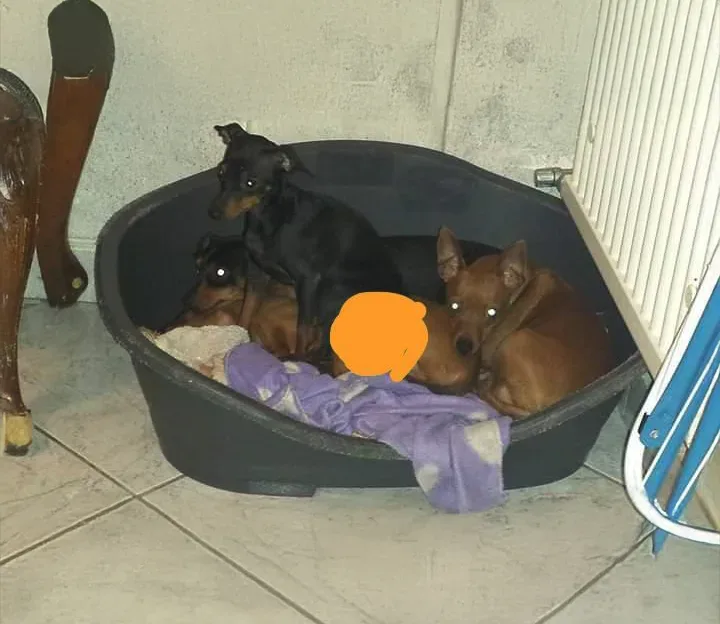 Ultimo saluto a Pocho, Tata e Birba