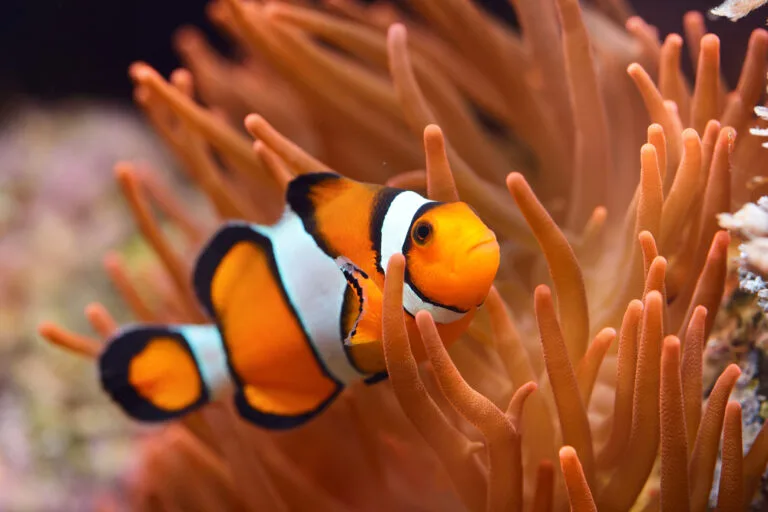 Pesci Pagliaccio: il sorprendente rapporto simbiotico con gli anemoni