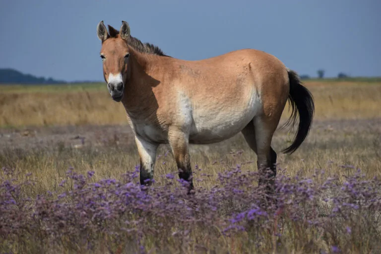 La clonazione del cavallo di Przewalski: un passo avanti nella conservazione delle specie