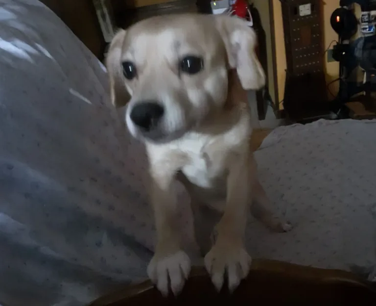 Ultimo saluto a Max