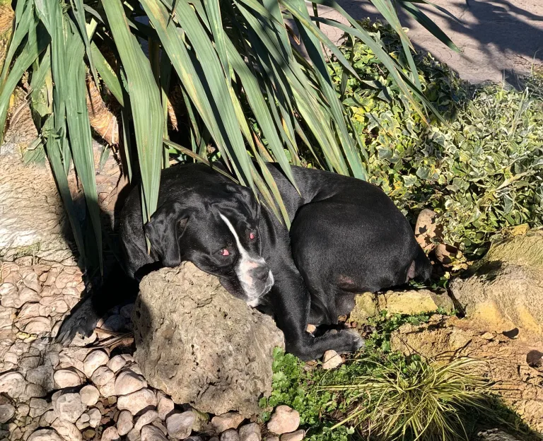 Ultimo saluto a Rufus