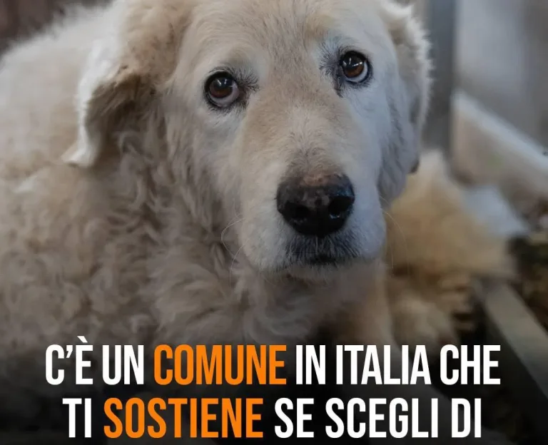 Adotta un cane anziano over 10 anni: il Comune di Verbania rimborsa le spese veterinarie