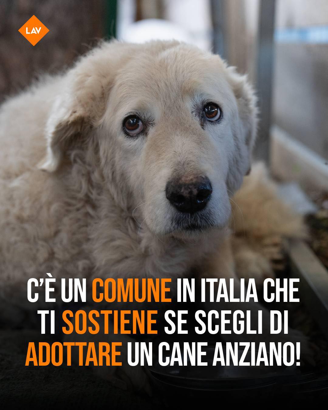 Adotta un cane anziano over 10 anni: il Comune di Verbania rimborsa le spese veterinarie