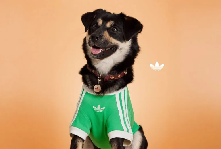 Adidas Originals Pet lancia la prima collezione streetwear per animali domestici