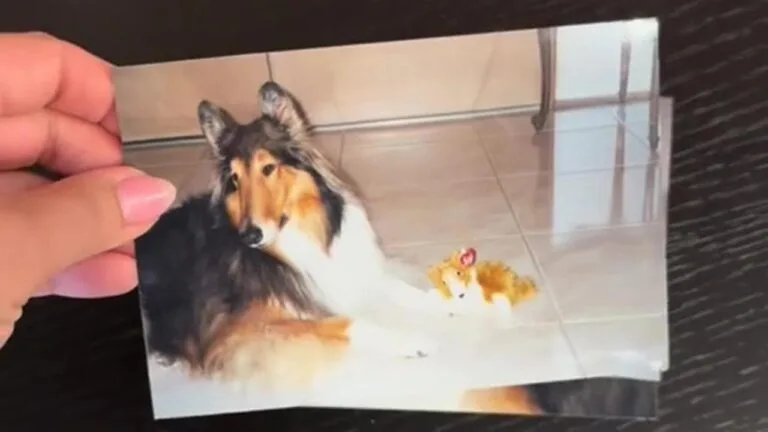 In una casa a Miami ritrovato il ricordo indelebile dell’ l’amore tra Honey e il suo padrone