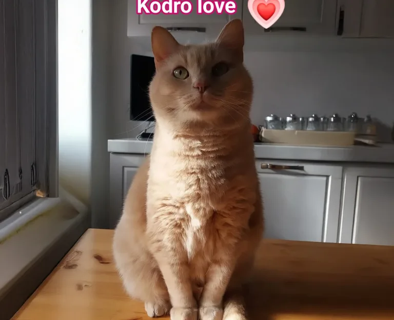 Ultimo saluto a Kodro