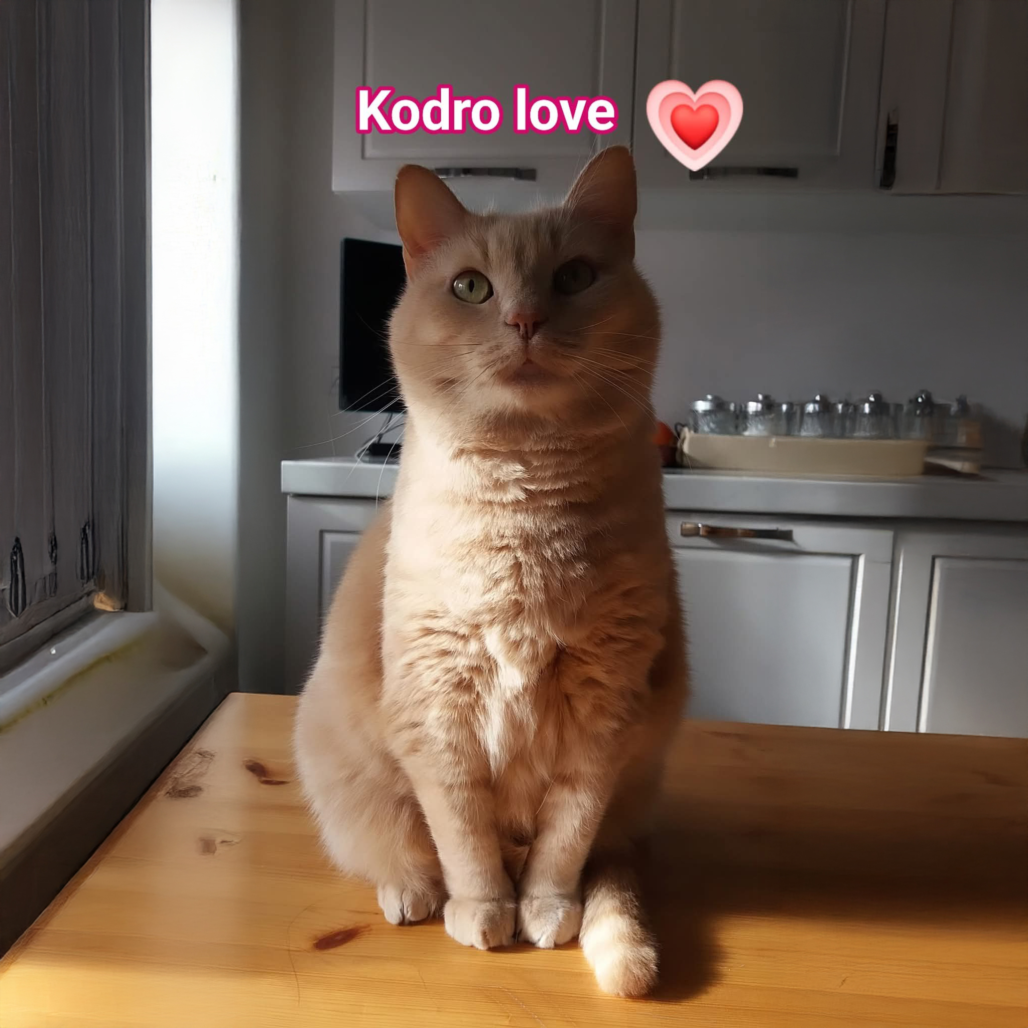 Ultimo saluto a Kodro