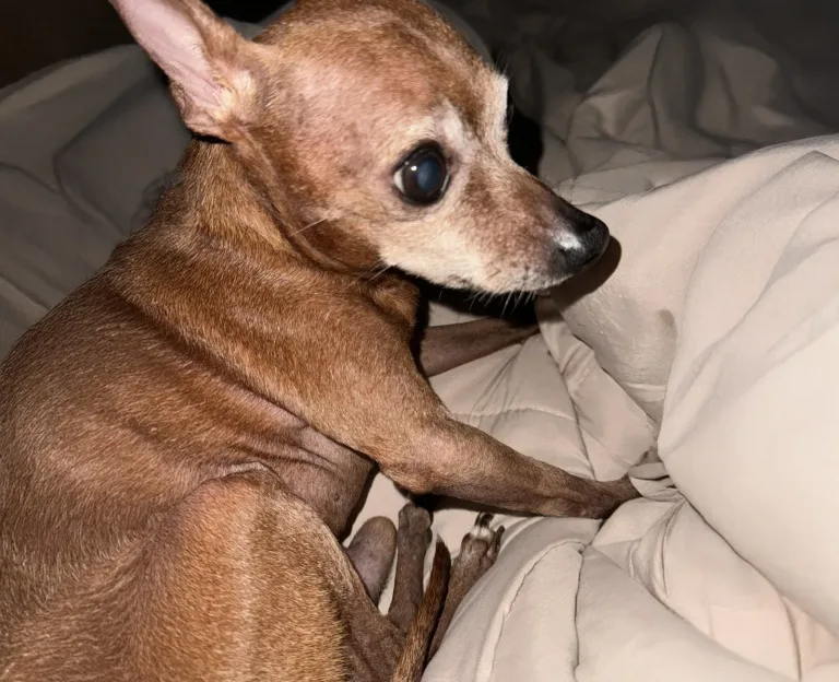 Ultimo saluto a Pako