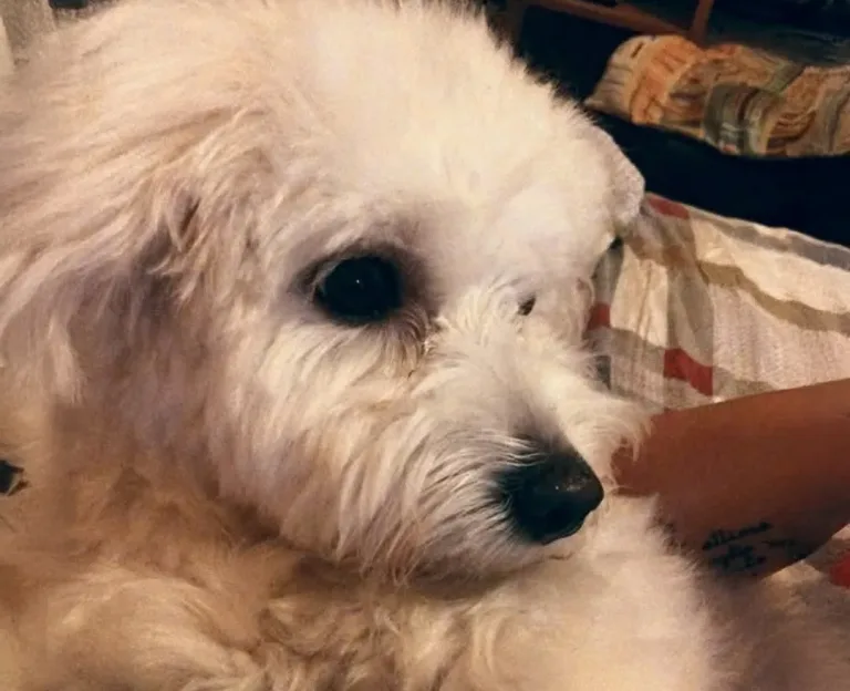 Ultimo saluto a Sandy