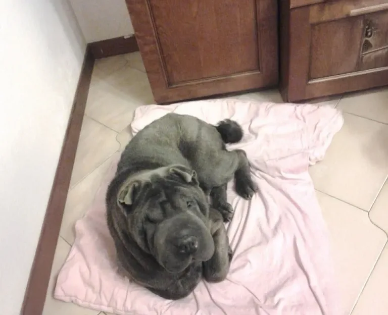 Ultimo saluto a Gemma