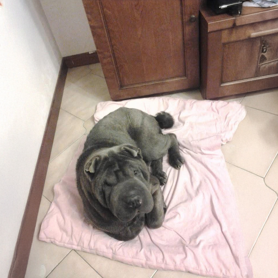 Ultimo saluto a Gemma